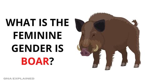 boar traduction|feminine of boar.